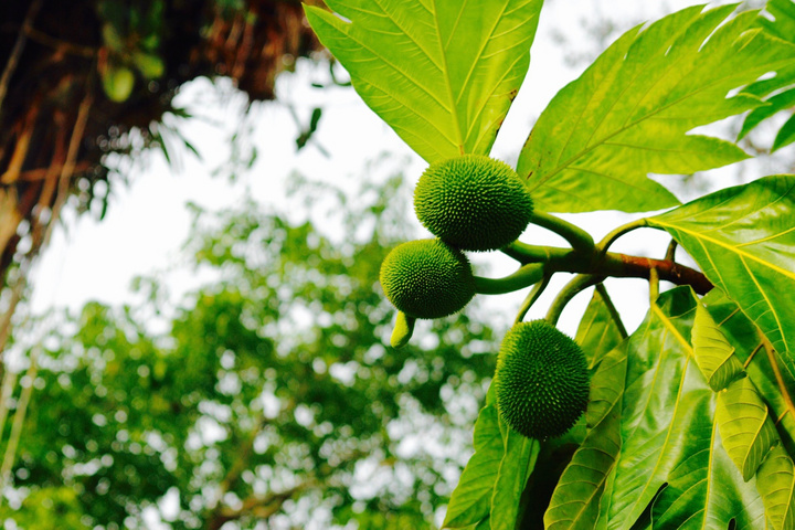 Frucht im Regenwald