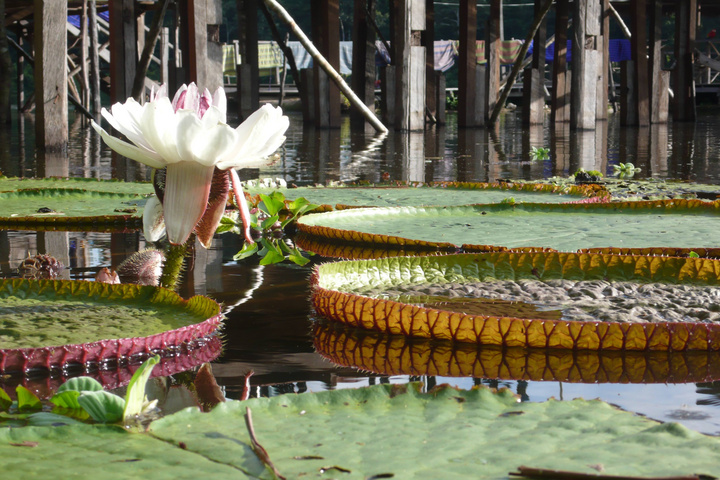 Amazonas